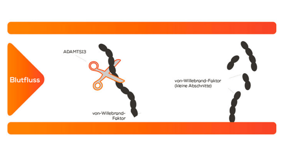 Abbildung: Das Enzym ADAMTS13 zerschneidet vWF-Moleküle in kleinere Abschnitte